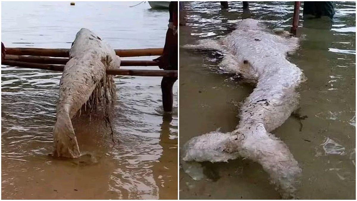 Globster 'mermaid' atau 'putri duyung' yang terdampar di pantai pulau Simberi.