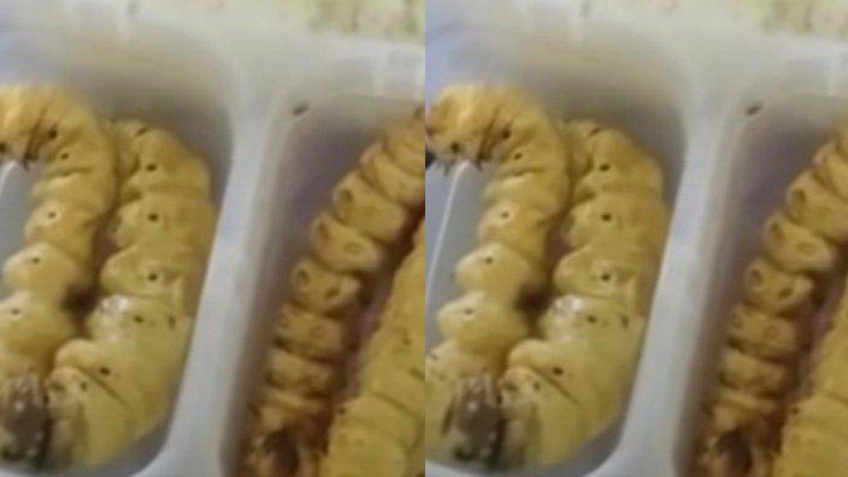 Seorang anak SD bawa bekal makanan lauknya ulat, guru sampai kaget dan bingung