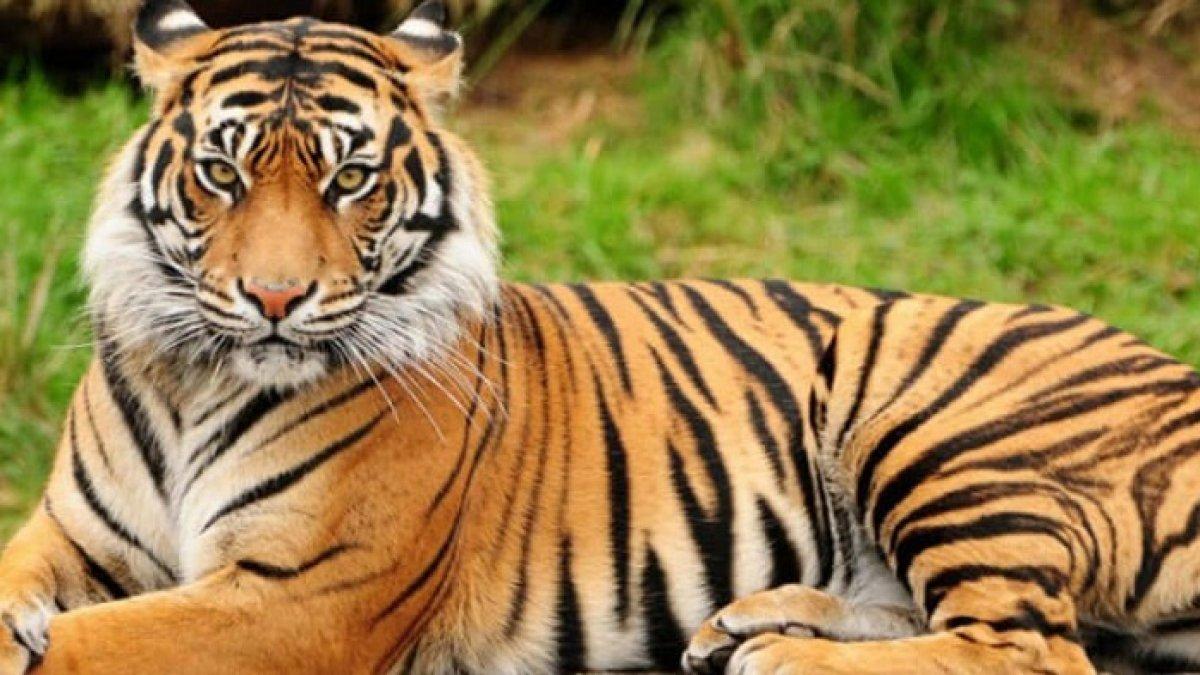 Harimau Benggala.