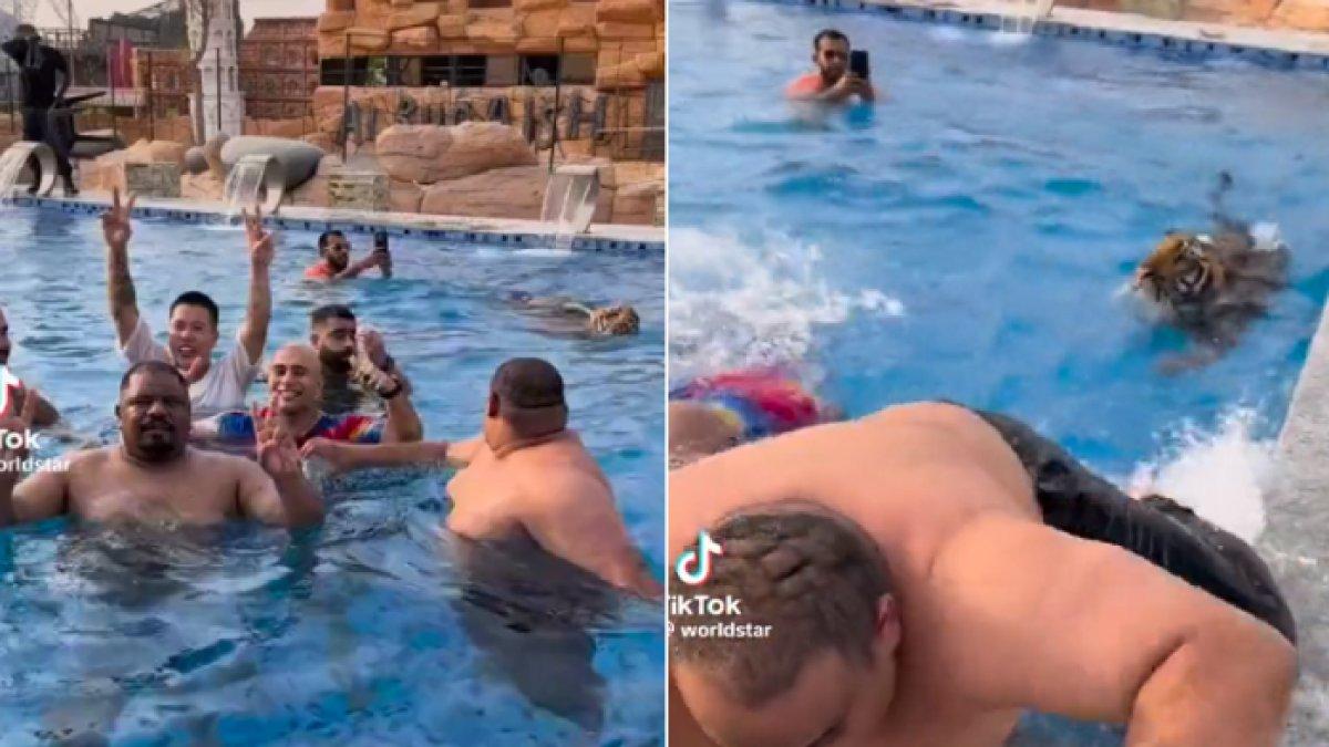 Harimau di kolam renang bikin pengunjung kebun binatang Buqaish ketakutan.