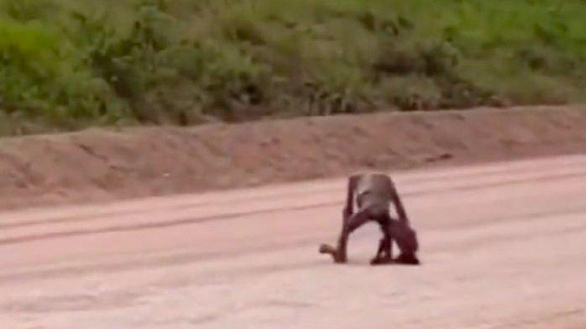 Heboh sebuah video yang memperlihatkan dua ekor orang utan yang dalam kondisi kurus.