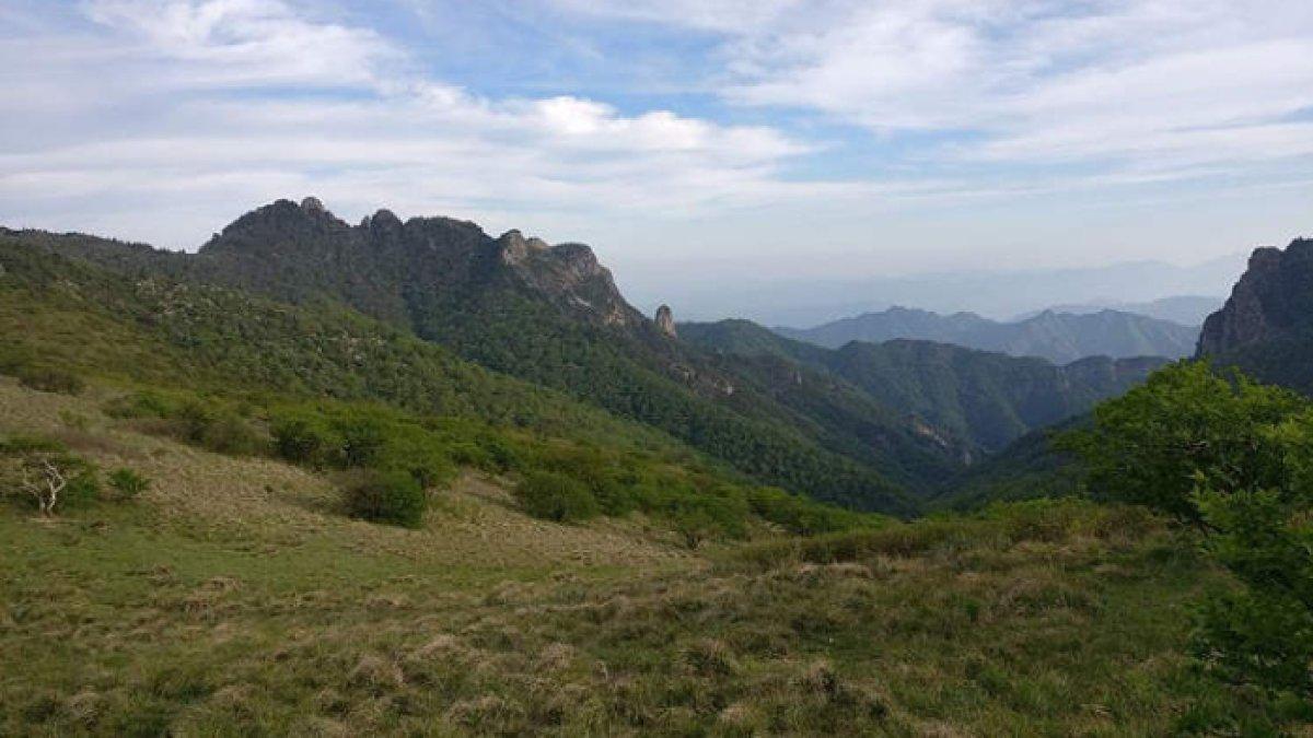 Ilustrasi hutan, pegunungan, pedesaan.