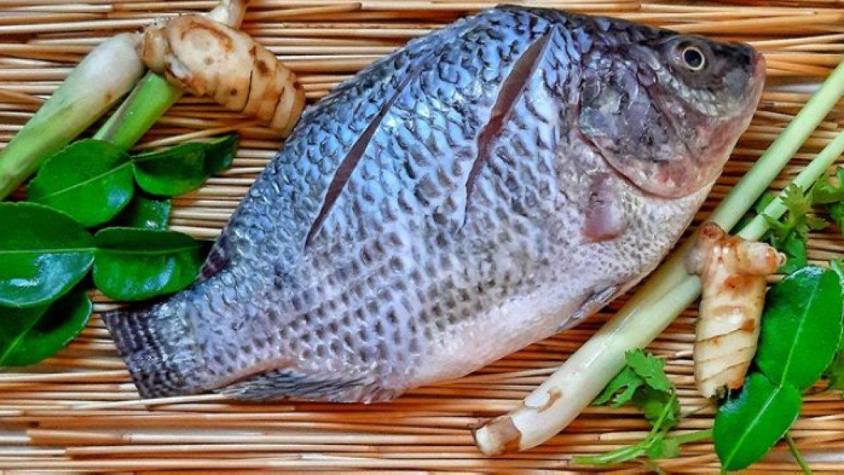 Ilustrasi ikan nila