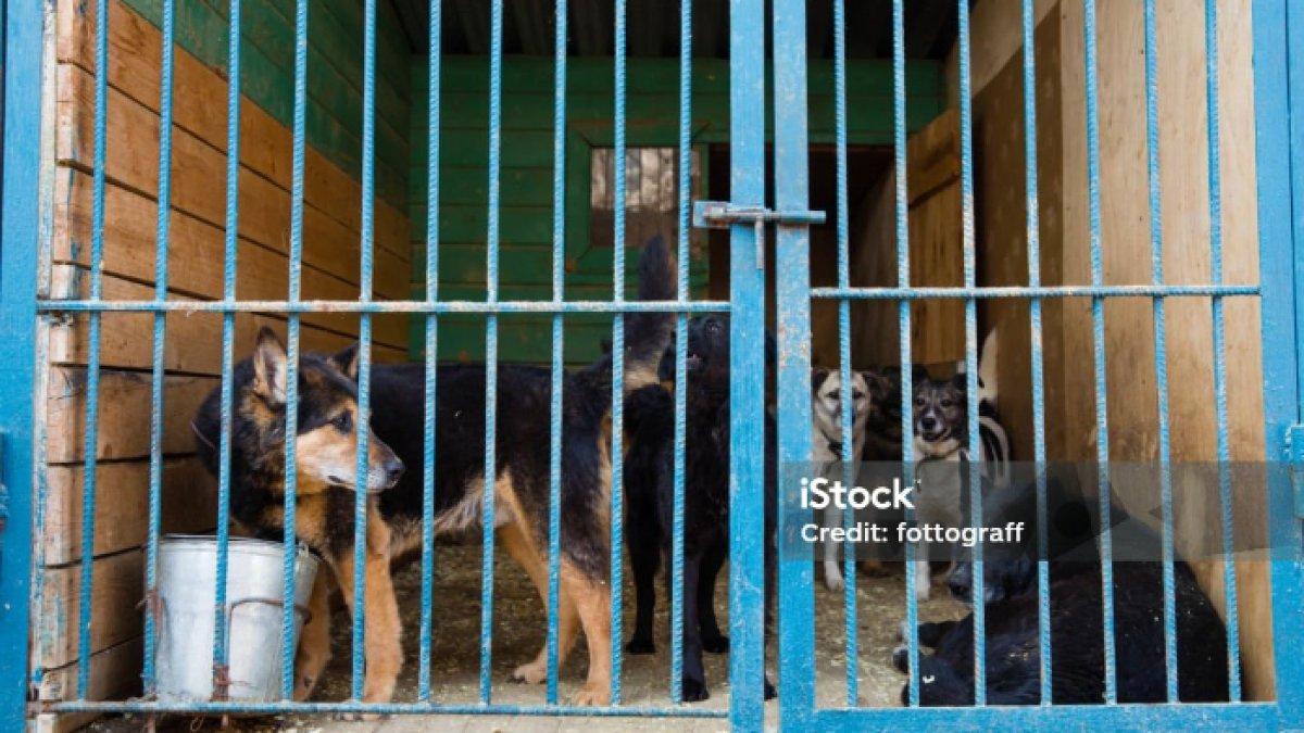 Ilustrasi kandang anjing