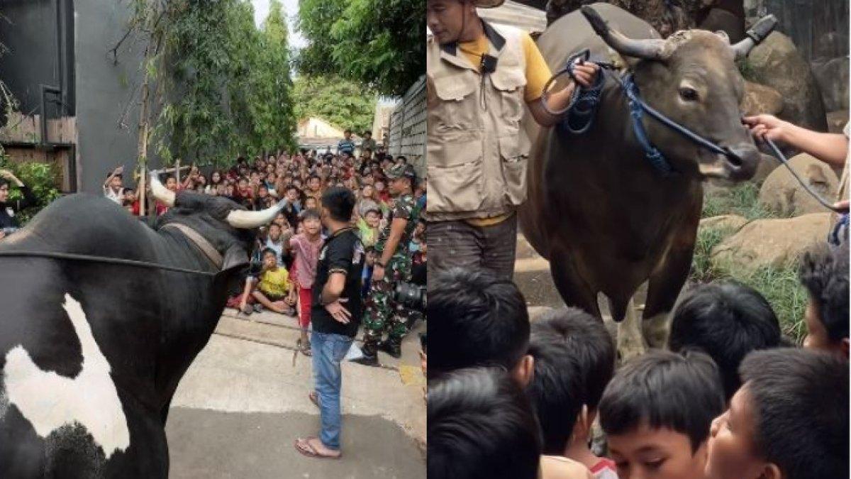 Irfan Hakim sering ajak sapi-sapinya jumpa fans