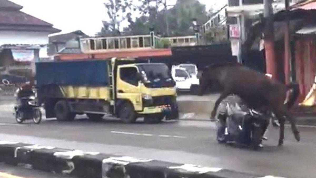 Kecelakaan lalu lintas terjadi di Jalan Raya Sumedang-Bandung, di Tanjungsari, Selasa (9/1/2024). Seorang pemotor bertabrakan adu banteng dengan seekor kuda yang lepas, Selasa (9/1/2024).