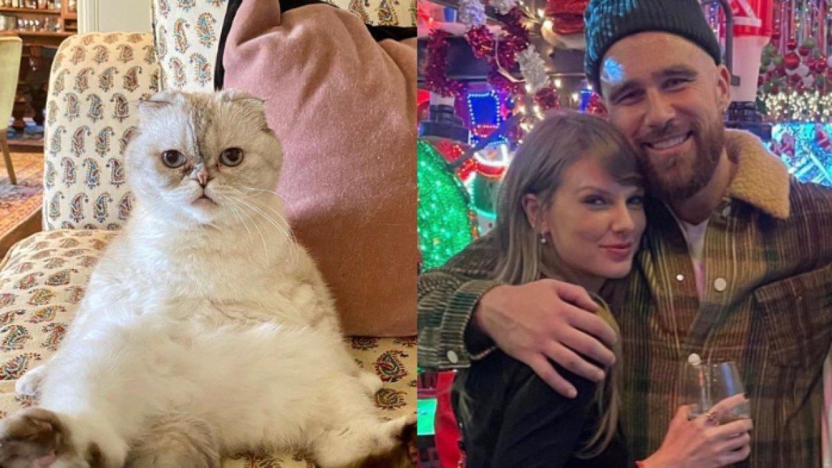 Kekayaan kucing bernama Olivia Benson dikabarkan melampaui Travis Kelce, kekasih Taylor Swift
