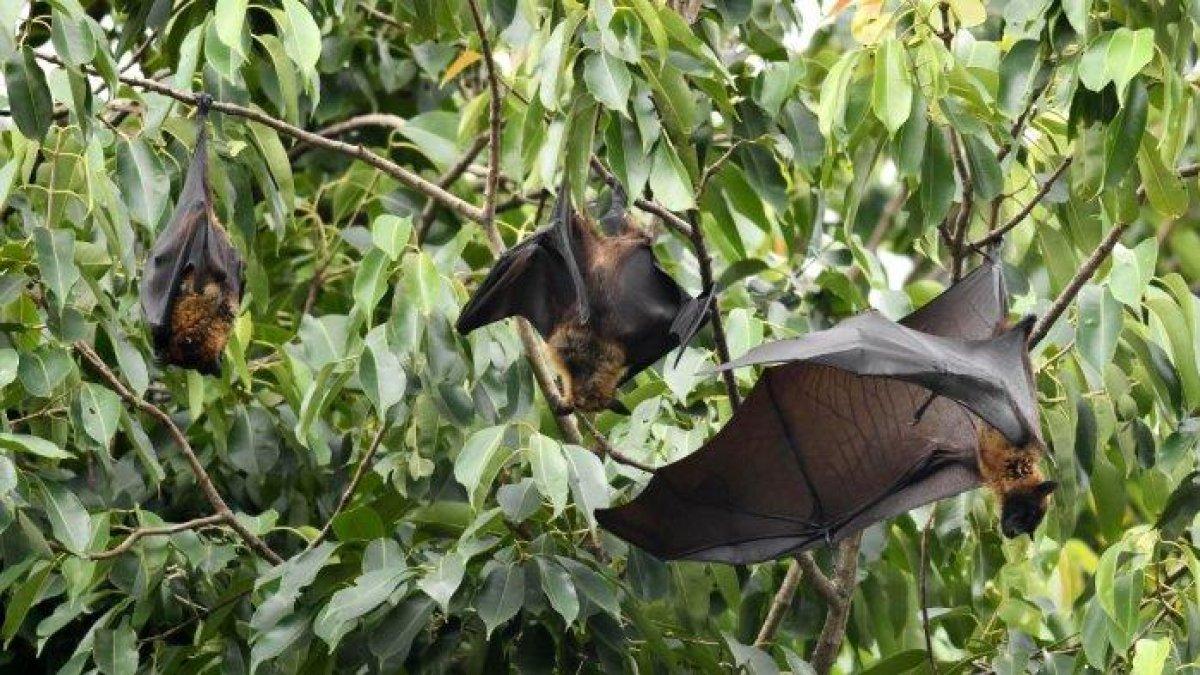 Kelelawar beristirahat di pepohonan di Guwahati pada 23 Mei 2018