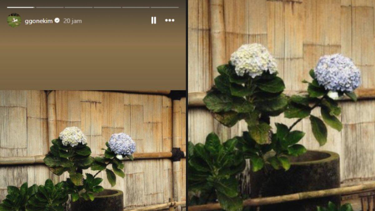 Kim Go Eun posting bunga