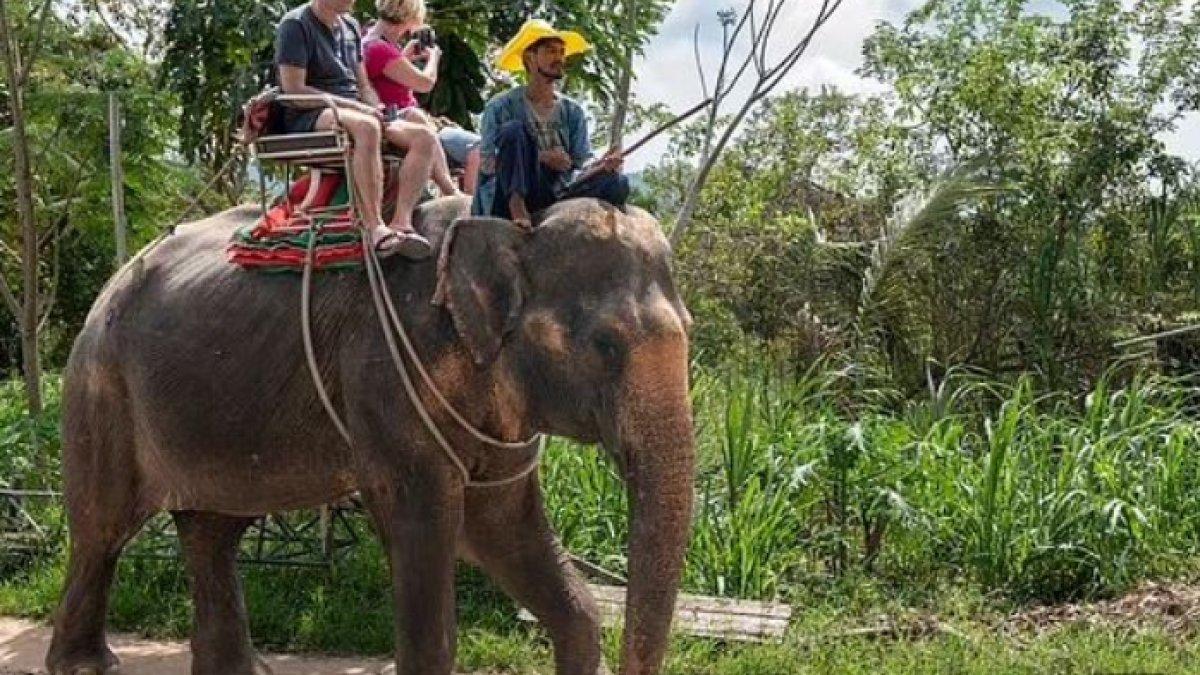 Kisah Pai Lin, gajah cacat punggung usai 25 tahun mengangkut turis