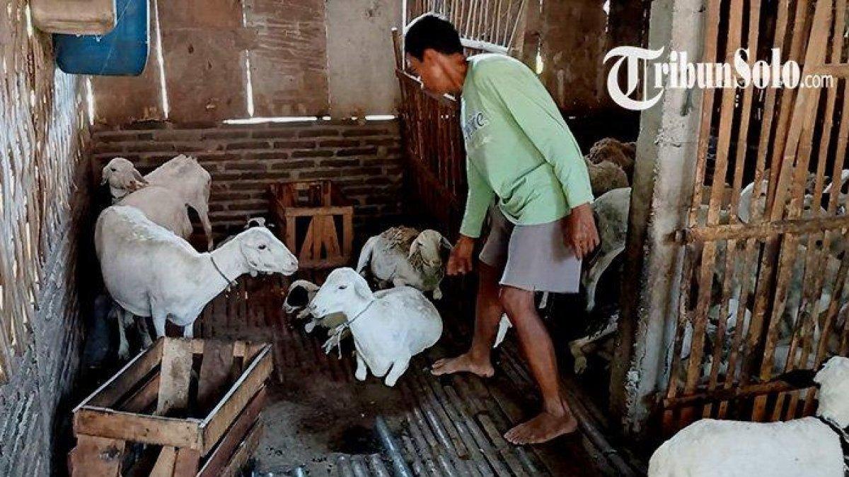 Kondisi kandang kambing di Dukuh Jatisari, Desa Tanggan, Kecamatan Gesi, Kabupaten Sragen, dimana ada puluhan kambing mati imbas cuaca panas