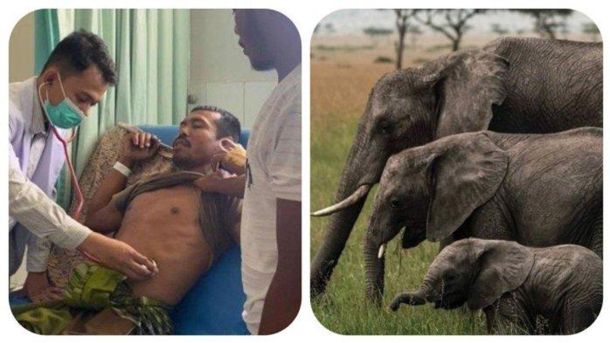 Korban diamuk gajah, Muktaruddin saat dirawat di RSUD Cut Meuti, Aceh Utara (kiri) - Ilustrasi gajah (kanan)