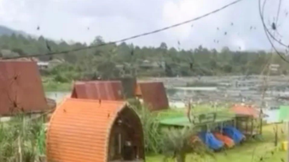 Laba-laba penuhi jalanan di Bali, bergelantungan di kabel tiang listrik