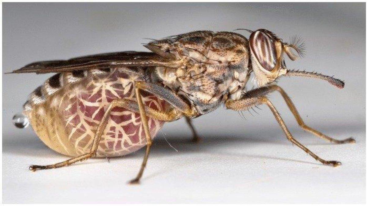 Lalat Tsetse dari Afrika.