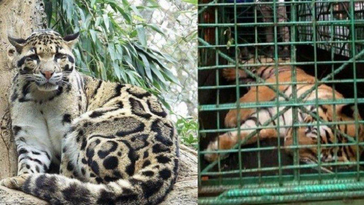 Macan Dahan dan Harimau, satwa yang dilindungi di Indonesia. Kepolisian menemukan seekor Macan Dahan saat menggeledah rumah tersangka AS di Jalan Wahid Hasyim II No. 99 Samarinda. HO-Balai Gakkum.