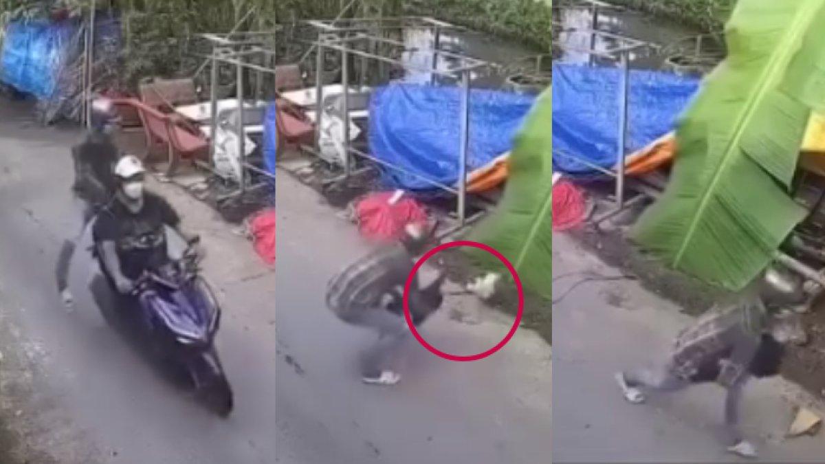 Maling pakai ayam warna hitam sebagai pancingan untuk mencuri ayam warna putih