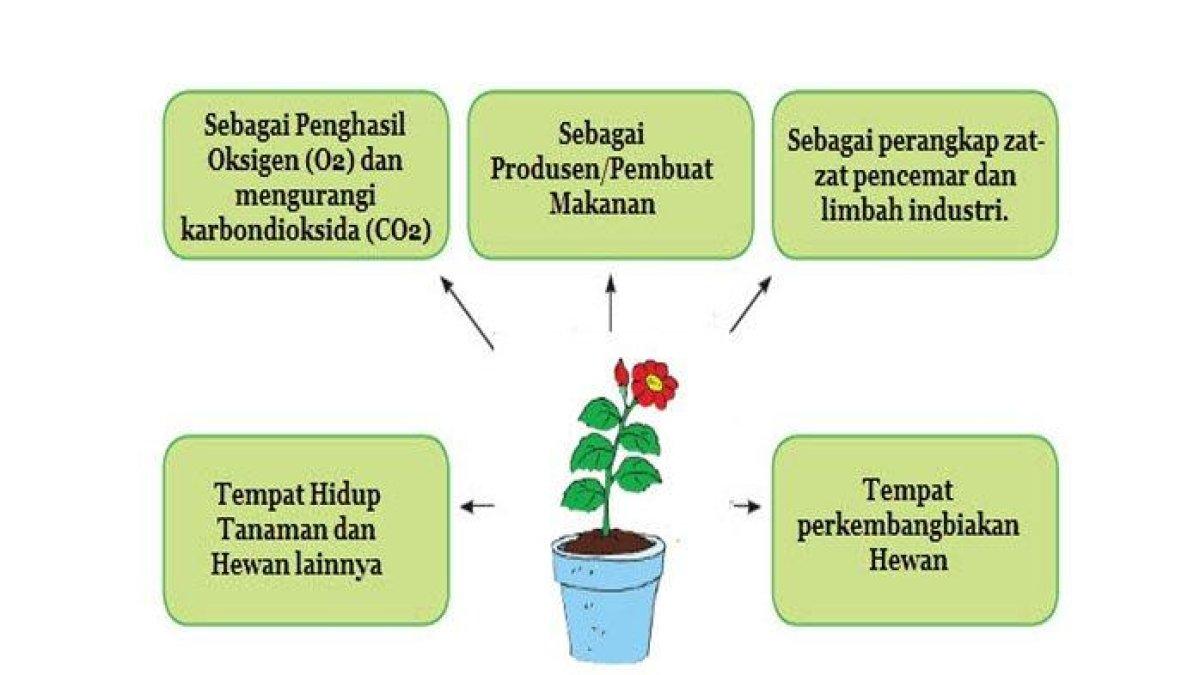 Manfaat tumbuhan bagi makhluk hidup
