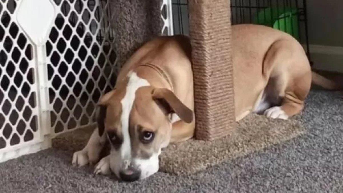 Max, anjing yang menjadi korban pelecehan seksual oleh pemiliknya Brittany McClure.
