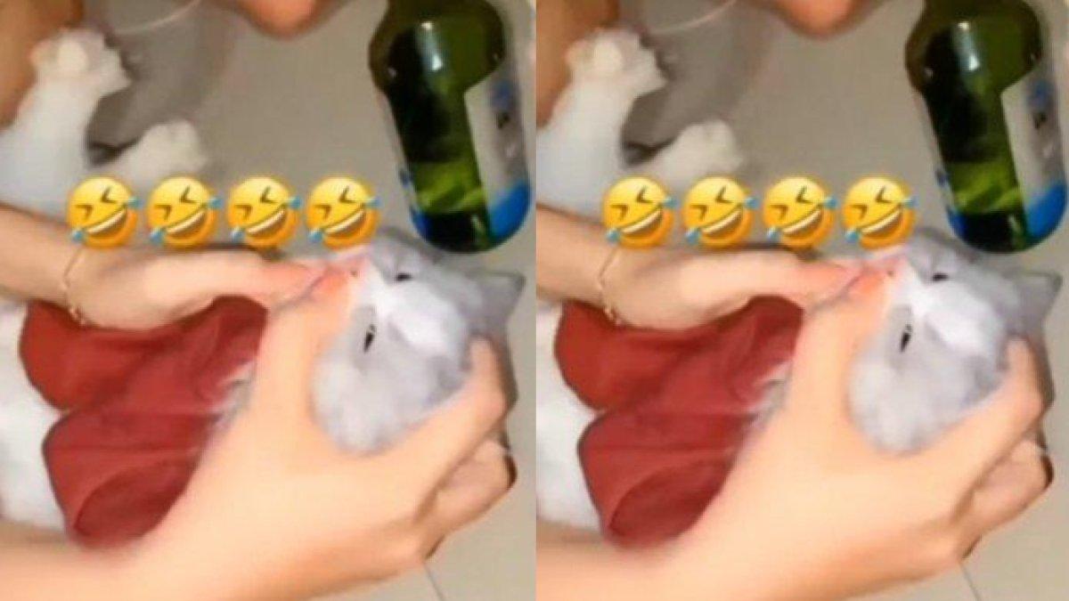 Miris, kucing dicekoki miras oleh tiga wanita