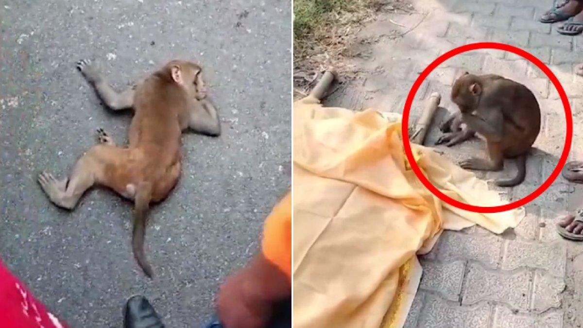 Monyet di India bersedih melihat pria yang biasa memberinya makan meninggal dunia.