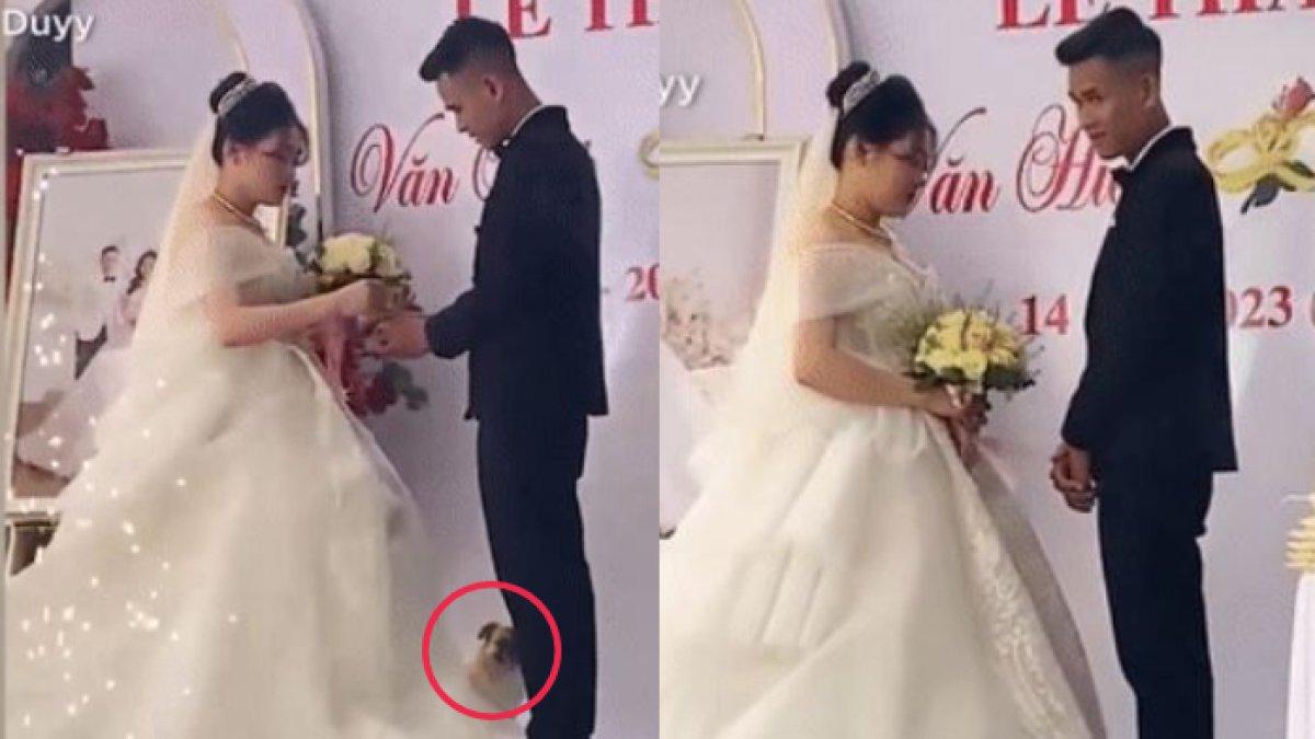 Pengantin tahan tawa saat anjing masuk ke gaun mempelai wanita