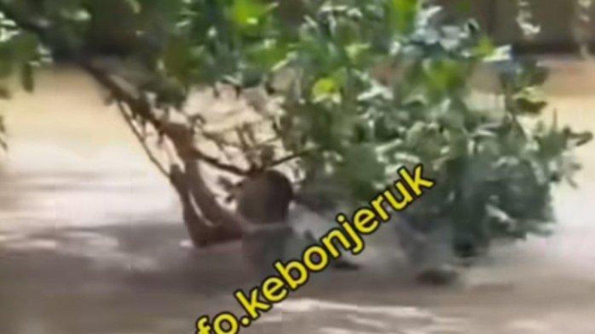 Penjambret ketakutan hingga ceburkan diri ke kali yang arusnya tinggi. Ia sempat bergelantungan di ranting pohon sebelum akhirnya hanyut terbawa arus.