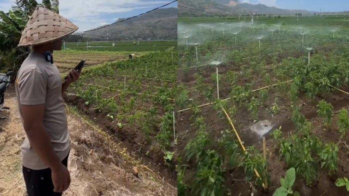 Petani menggunakan Google Assistant untuk menyiram sawahnya.