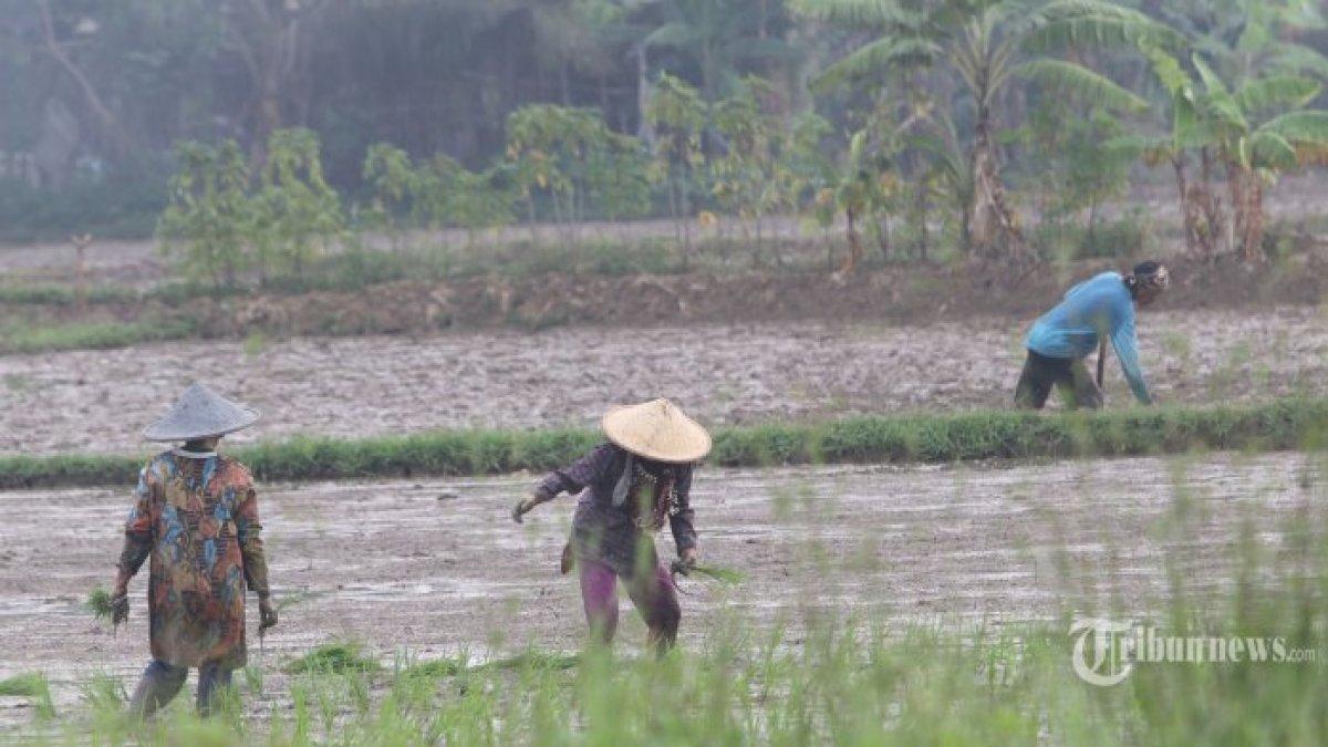 Petani sedang bersiap menanam padi di Desa Karet, Kecamatan Sepatan, Kabupaten Tangerang, Jumat (10/4/2020).