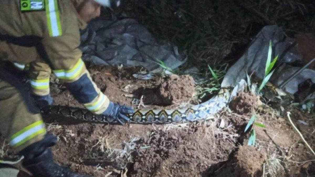 Petugas Damkar Tanjungsari tengah mengevakuasi satu ekor ular sanca yang sembunyi di pinggir rumah milik warga di Jalan Cibenda-Cisaput, RT01/02 Desa Cinanjung, Kecamatan Tanjungsari, Kabupaten Sumedang, Selasa (22/11/2023) dini hari