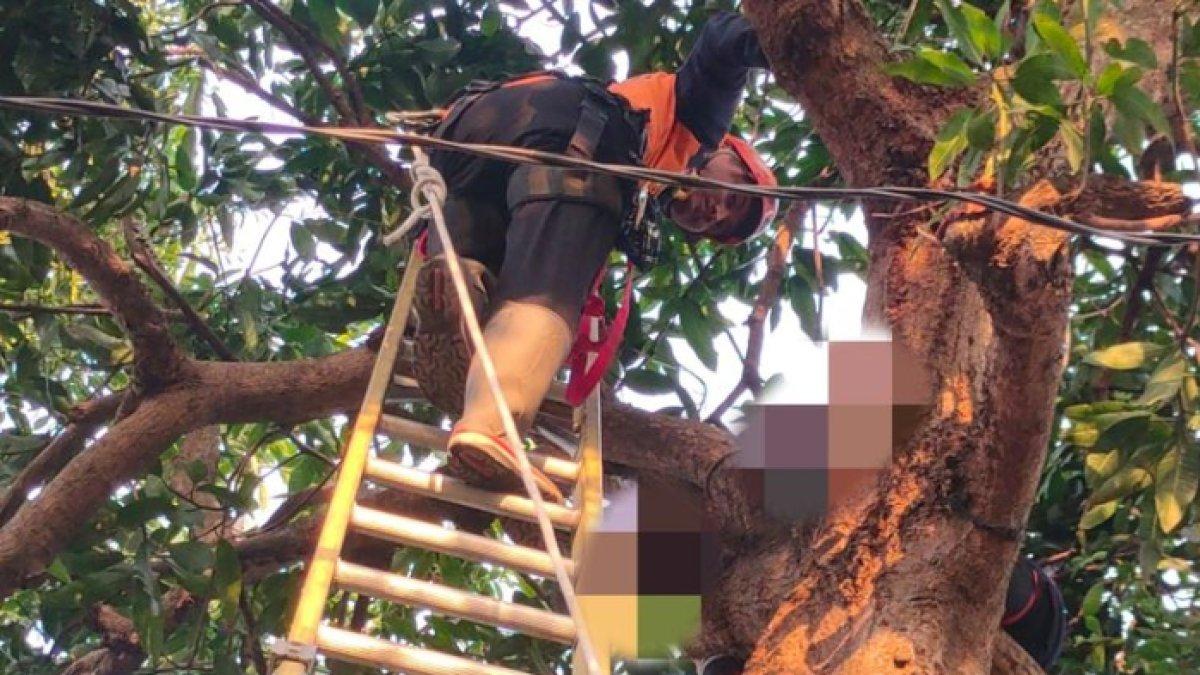 Petugas damkar saat mengevakuasi seorang warga yang tewas di atas pohon mangga di Kelurahan Semampir, Kota Kediri, Jawa Timur, Minggu (26/11/2023).