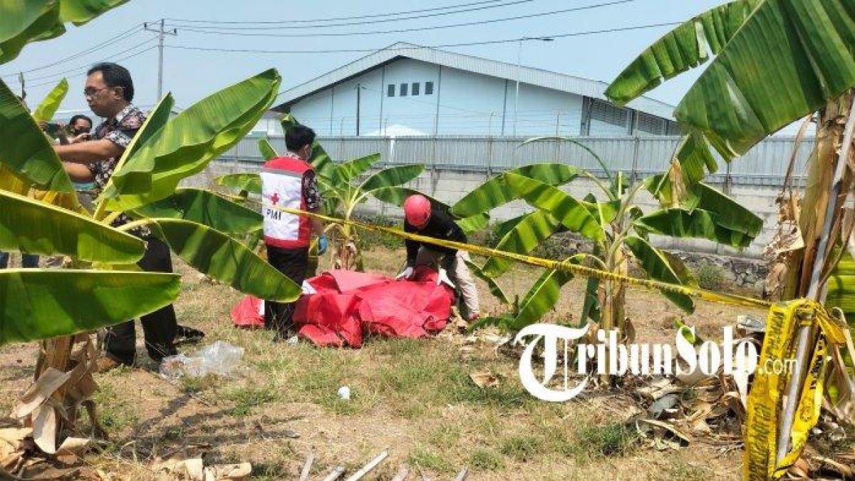 Petugas mengevakuasi sesosok mayat seorang pria di lahan kosong, di Dusun/Desa Bener, Kecamatan Ngrampal, Kabupaten Sragen, Sabtu (21/10/2023)