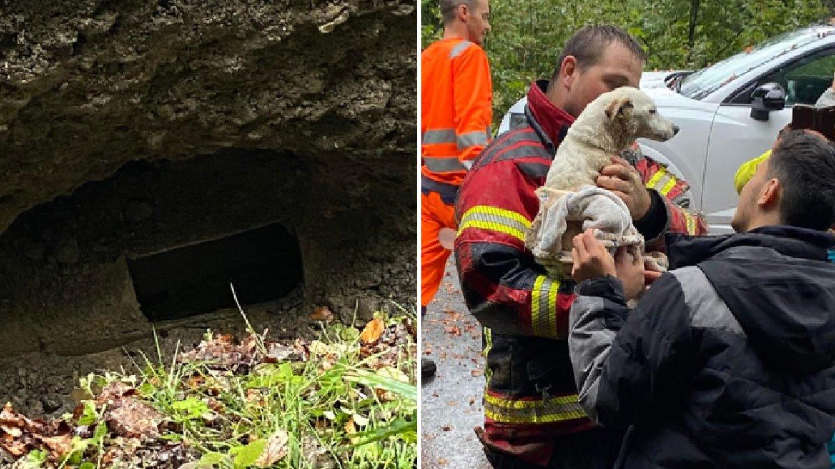 Petugas pemadam kebakaran Swiss menyelamatkan anjing yang terjebak dengan biaya Rp162 juta.