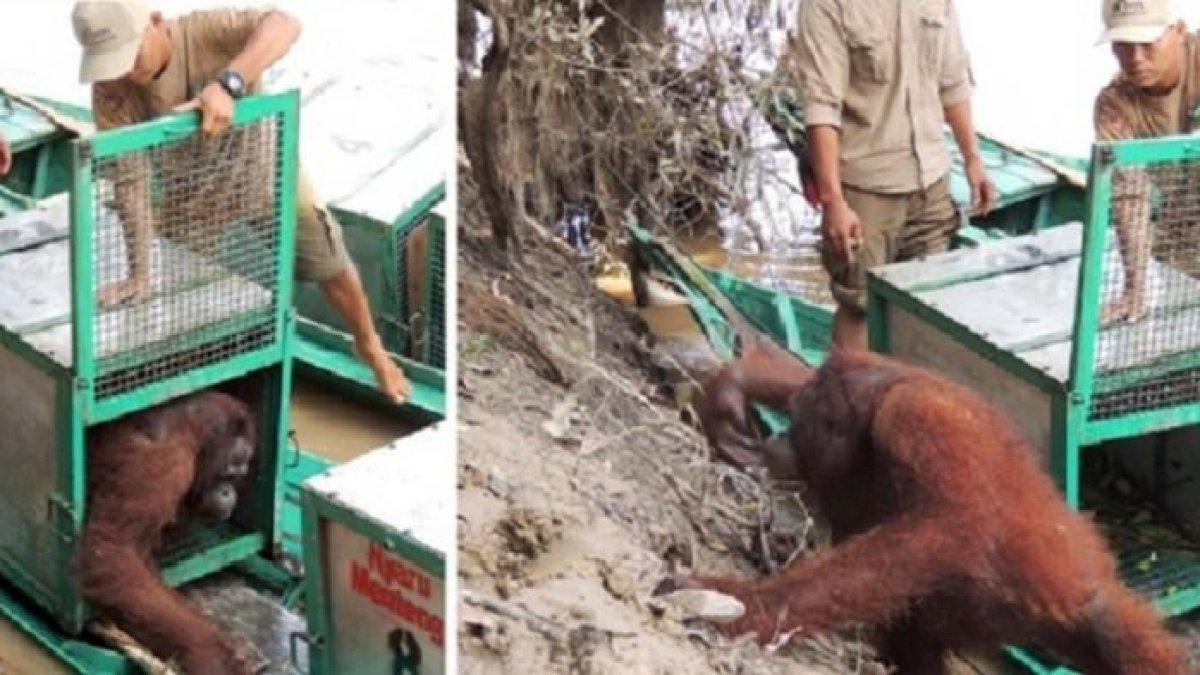 Pony, orangutan yang pernah menjadi korban pelacuran kini direhabilitasi.