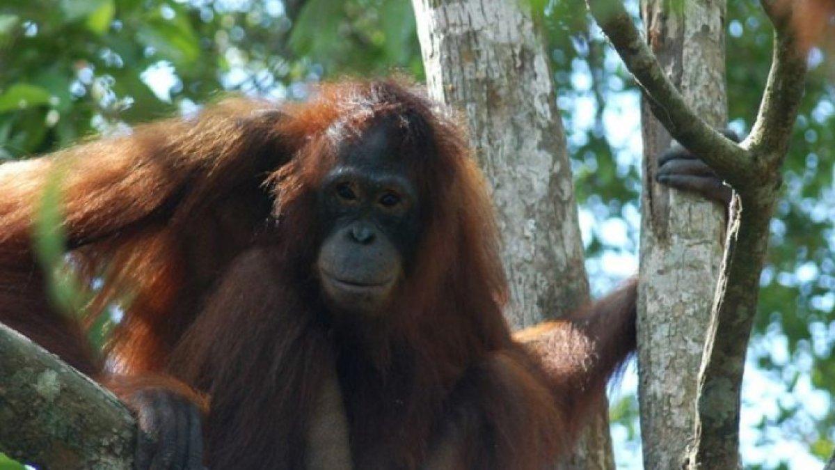Ilustrasi orangutan.