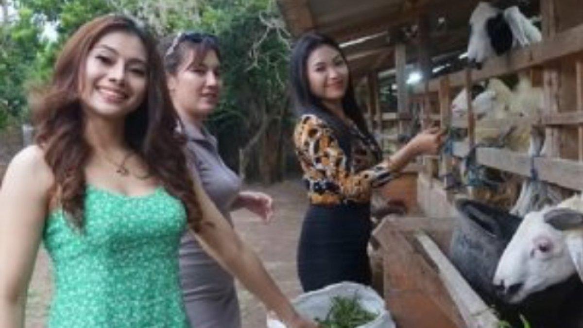 Potret 3 SPG cantik jadi sales kambing di Bantul