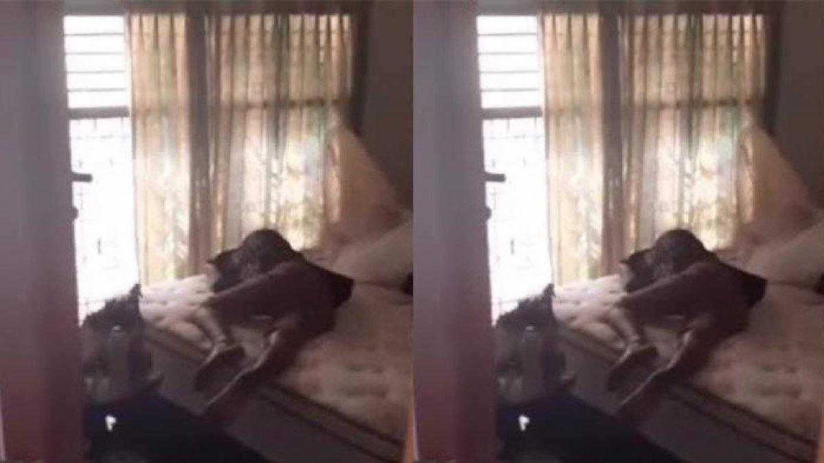 Potret maling ketiduran di rumah yang ditargetkan