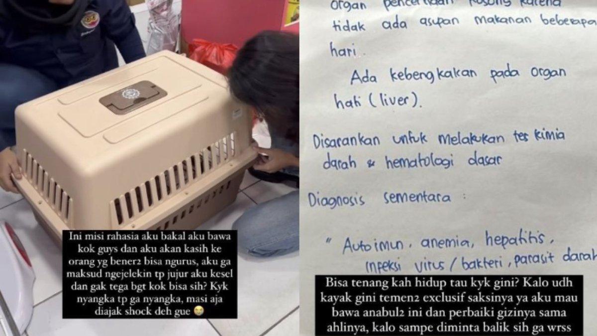 Rachel Vennya bawa hewan peliharaan Okin ke dokter