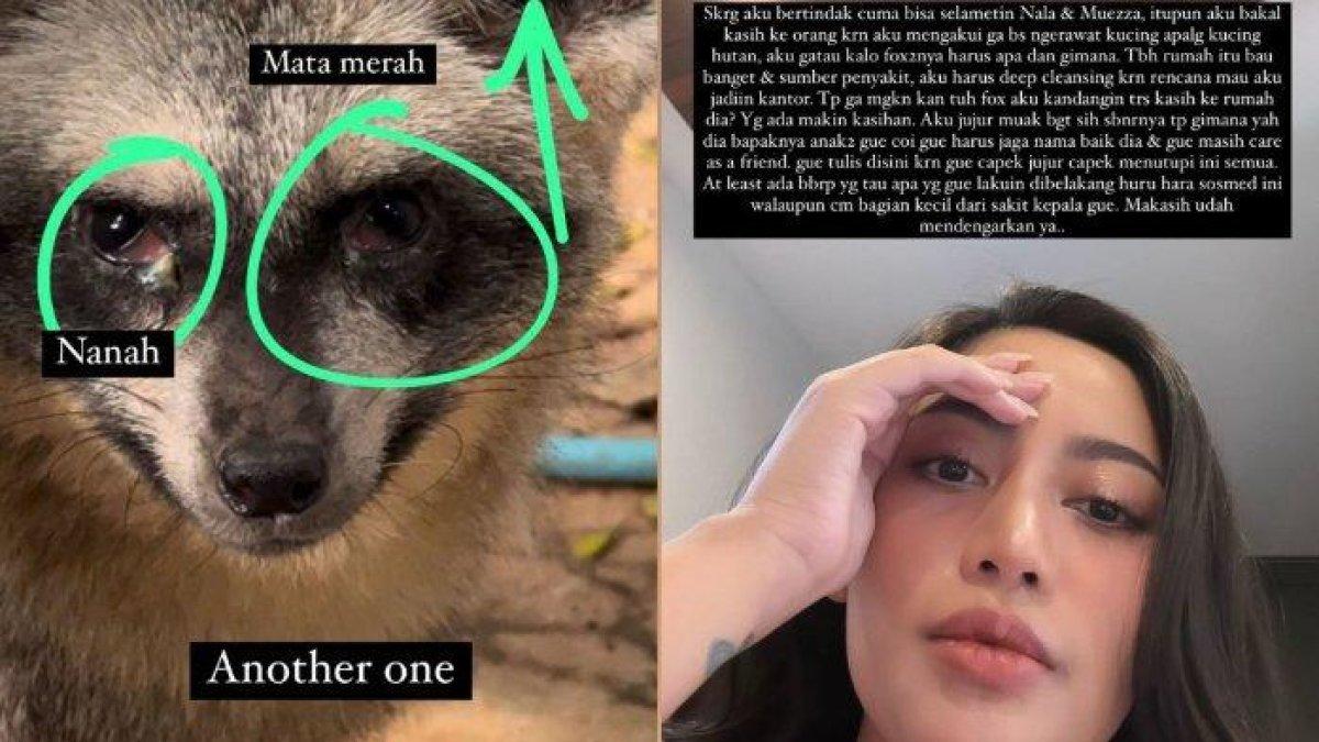 Rachel Vennya juga menemukan Rubah peliharaan Okin yang kondisinya sakit.