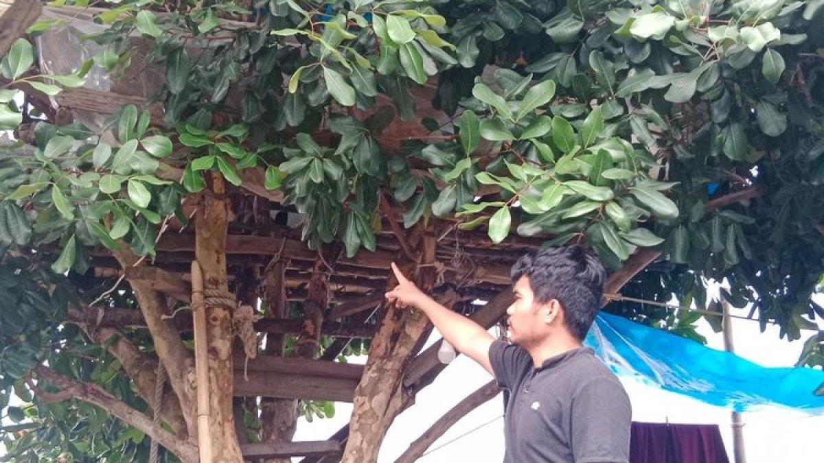 Rumah pohon tempat ABG 14 tahun