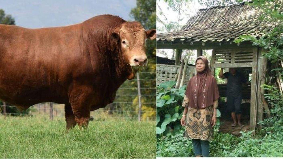Sapi Limosin (kiri) - Asmuni dan istrinya di kandang yang dibobol maling (kanan)