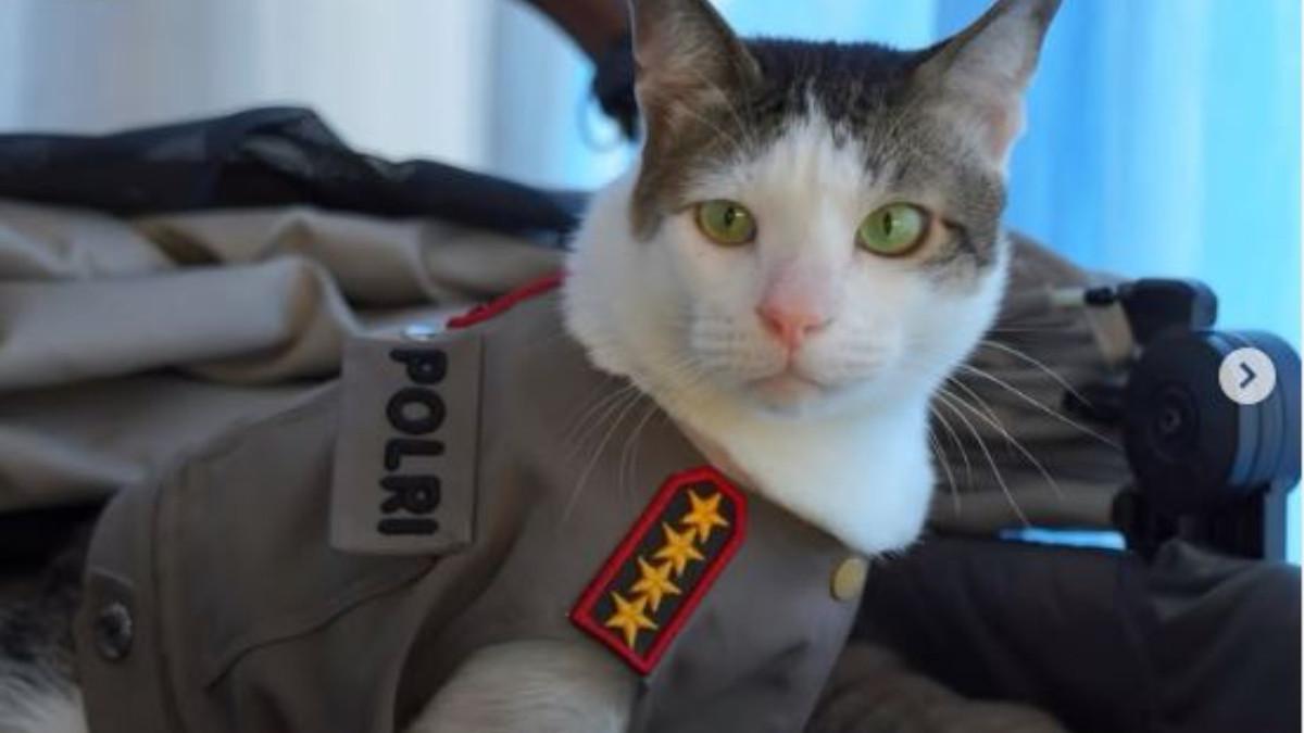 BOBBY KERTANEGARA JADI MODEL CATWALK - Sebagai tamu utama, Bobby, kucing berbulu abu-putih tampil mencuri perhatian. 