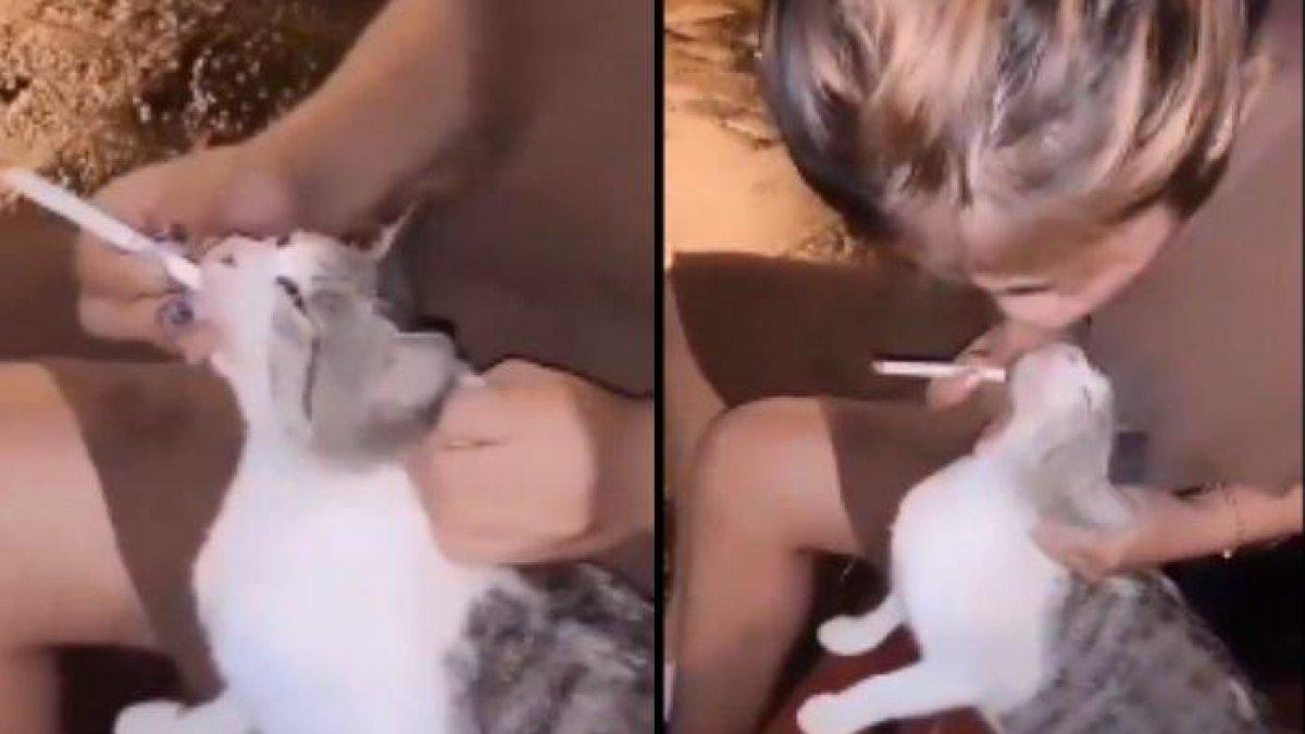 Sebuah video memperlihatkan aksi perempuan memberi rokok kepada kucing beredar viral di media sosial.