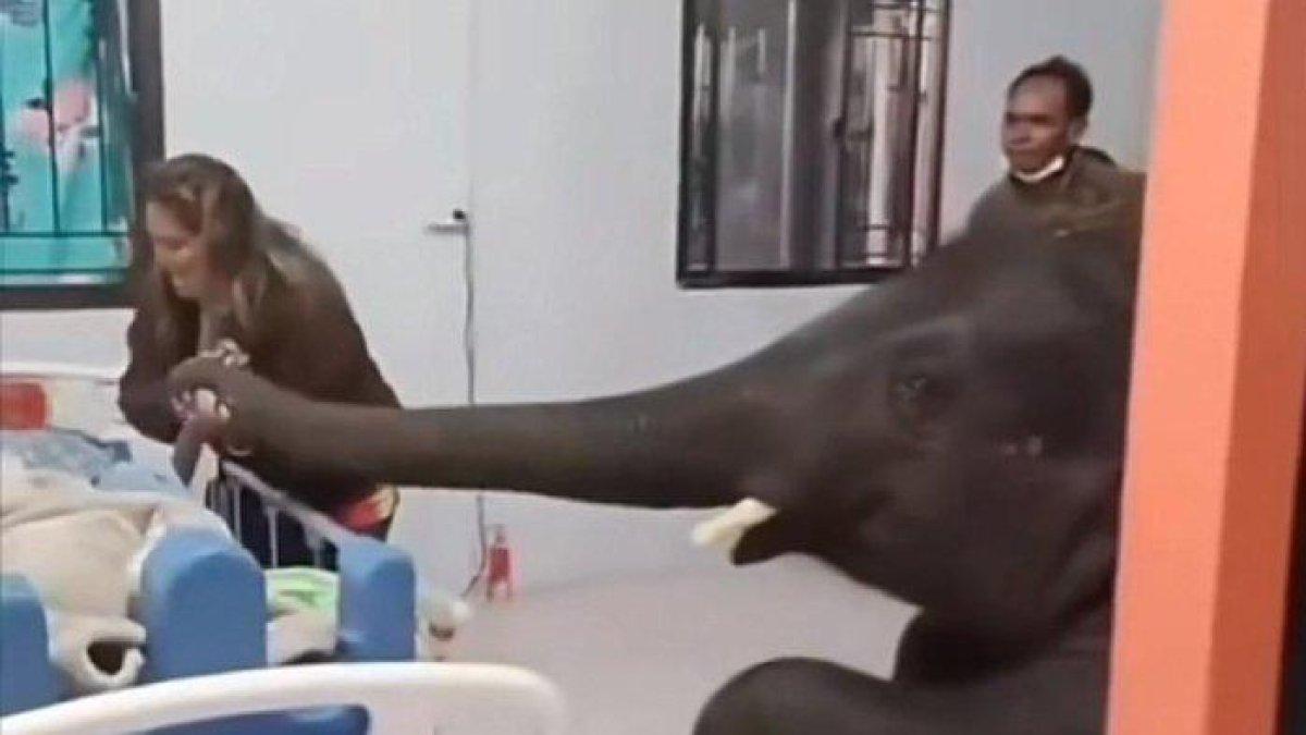 Seekor Gajah Jenguk Tuannya di Rumah Sakit
