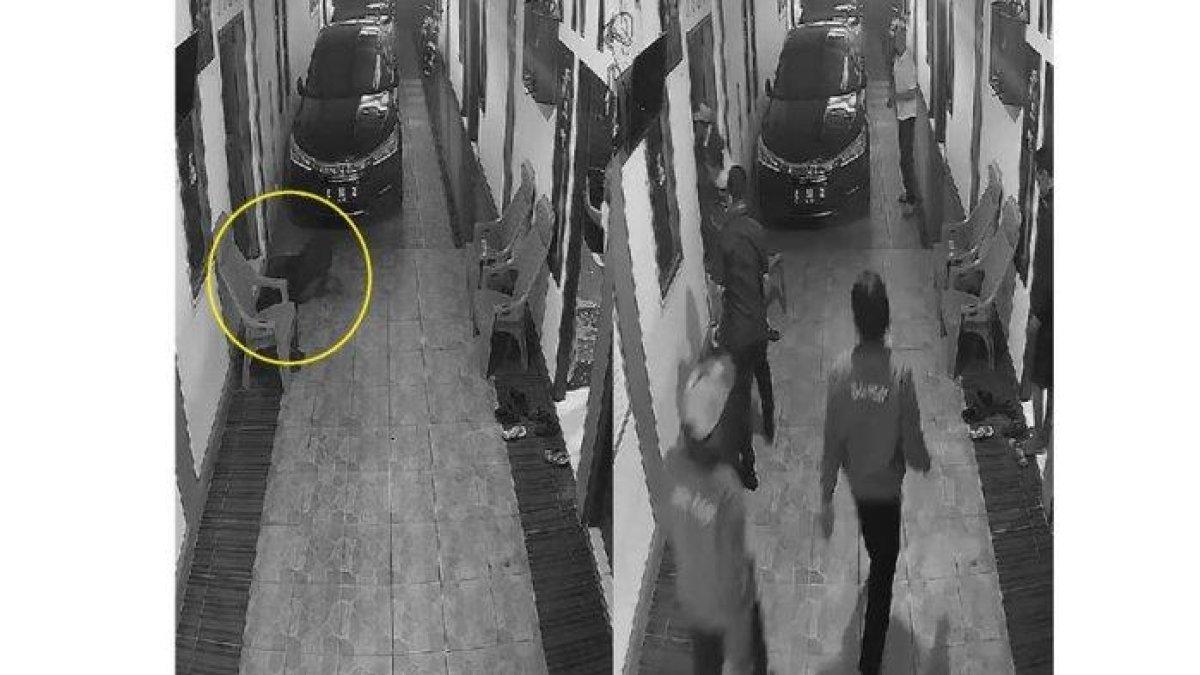Seekor babi masuk ke rumah Ketua DPRD Kuningan