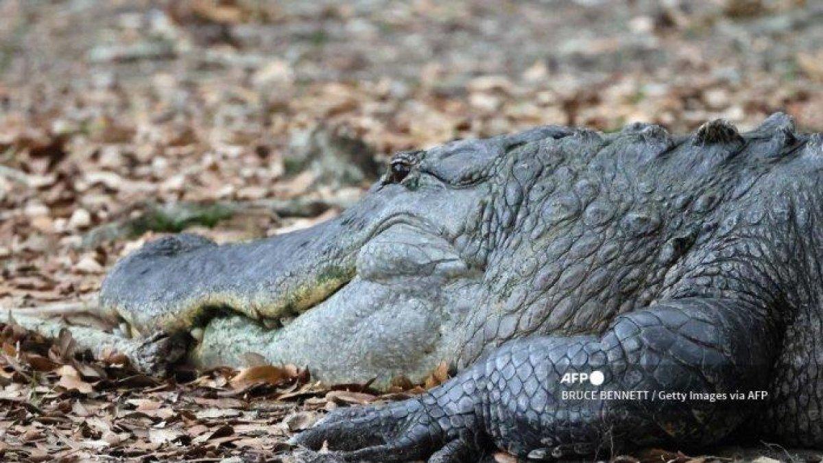 Seekor buaya berada di tepi air di Lahan Basah Wakodahatchee pada 21 Mei 2023 di Delray Beach, Florida, Amerika Serikat.