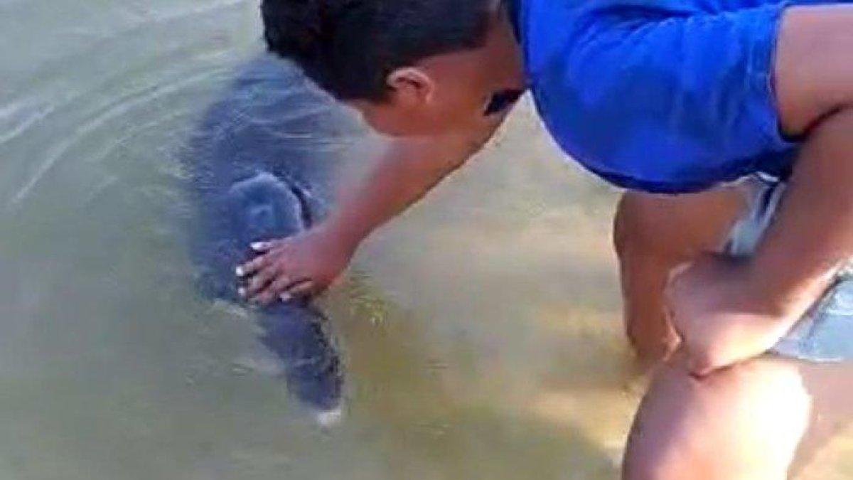 Seekor ikan lumba-lumba berkeliaran di bibir pantai Desa Trapang, Kecamatan Banyuates, Kabupaten Sampang, Madura, Selasa (15/8/2023) sekitar 14.00 wib.