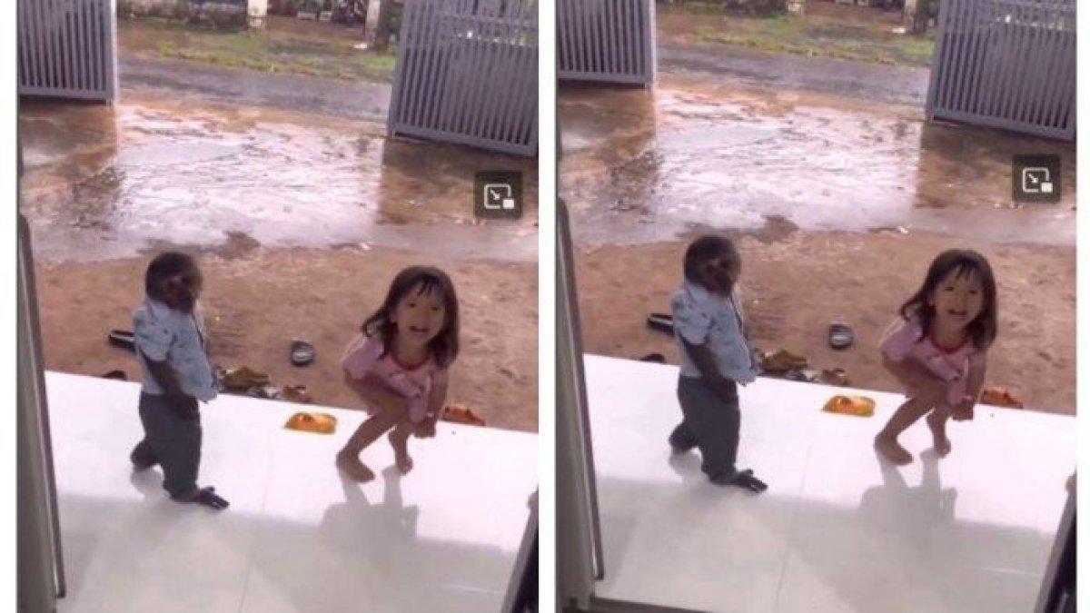 Seekor monyet di Bali berperan menjadi babysitter.