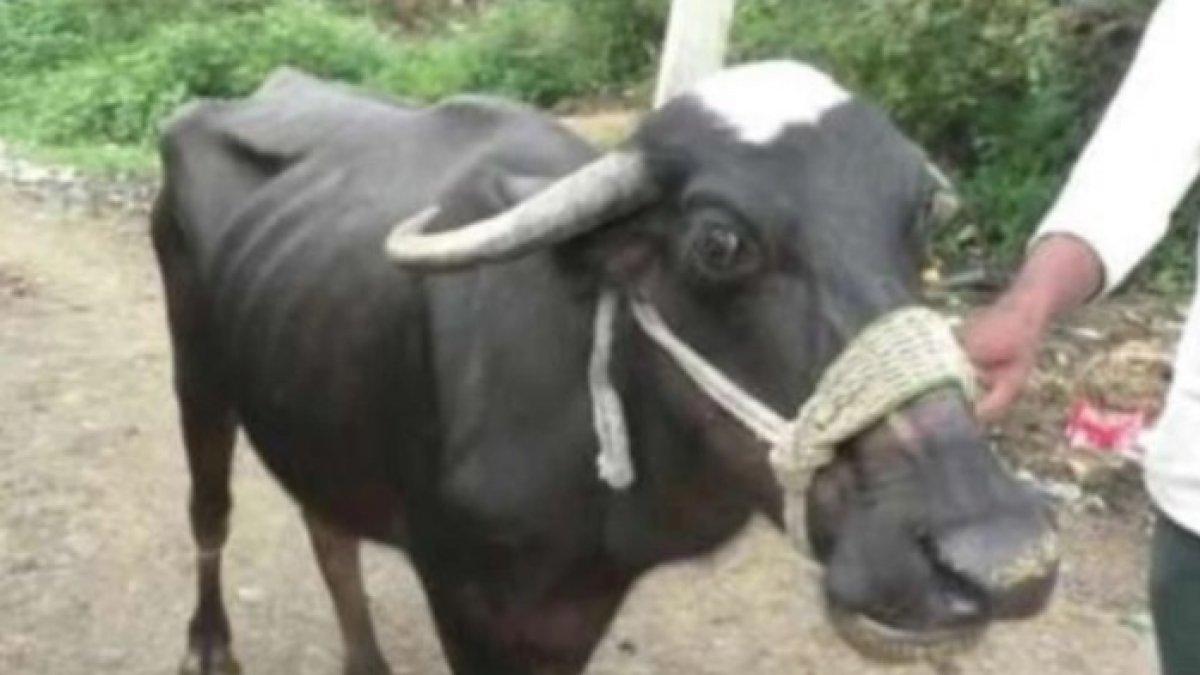 Seekor kerbau menelan kalung emas seharga Rp 28 juta