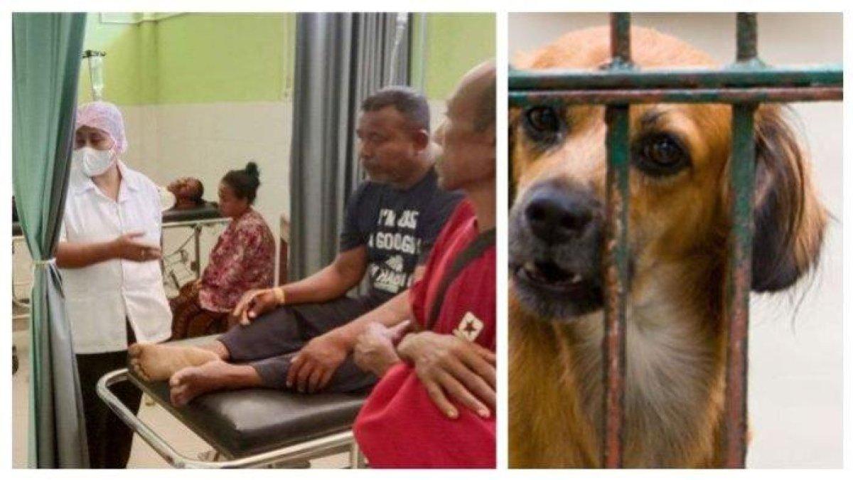 Sejumlah pasien menjadi rawat inap di Puskesmas Maurole, Kabupaten Ende, Provinsi Nusa Tenggara Timur, usai mengonsumsi daging anjing yang tiba-tiba mati, Jumat 22 September 2023 dan ilustrasi anjing.