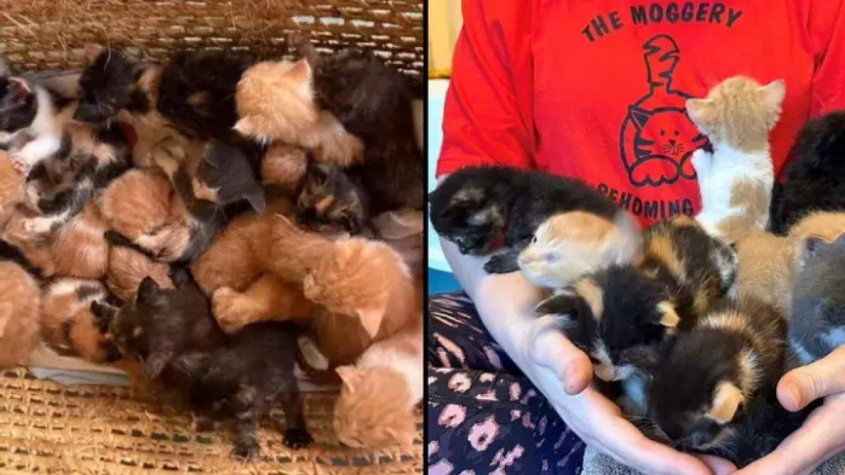 Sekeranjang kucing yang ditinggalkan di Bristol Moggery Rehoming Center.